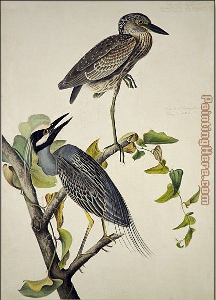 Yellow-Crowned Heron painting - John James Audubon Yellow-Crowned Heron art painting